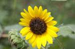 Common sunflower